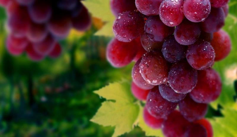 ASOEX crea comité para la uva de mesa chilena