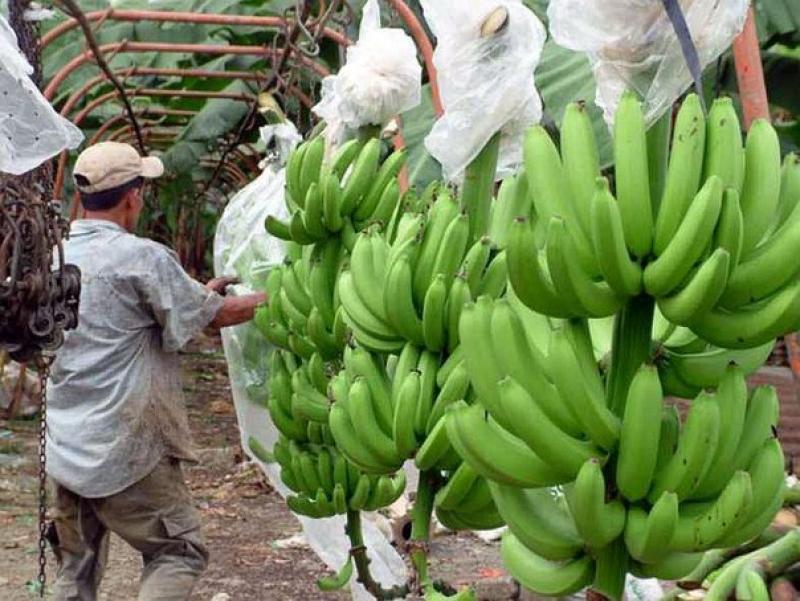 ASPRAOSRA exporta cinco contenedores de banano semanalmente