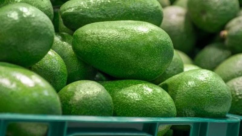 ASR Trading critica que algunas empresas cosechan la palta antes de tiempo para aprovechar precios altos