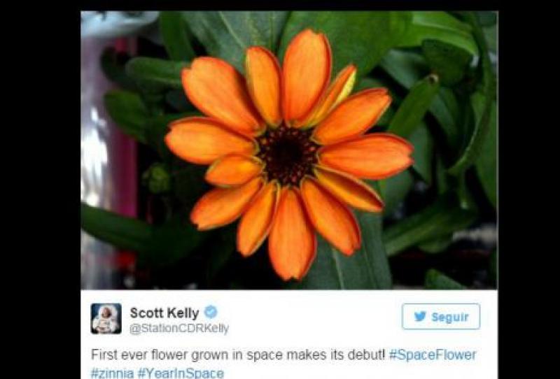 ASTRONAUTA CULTIVA LAS PRIMERAS FLORES EN EL ESPACIO