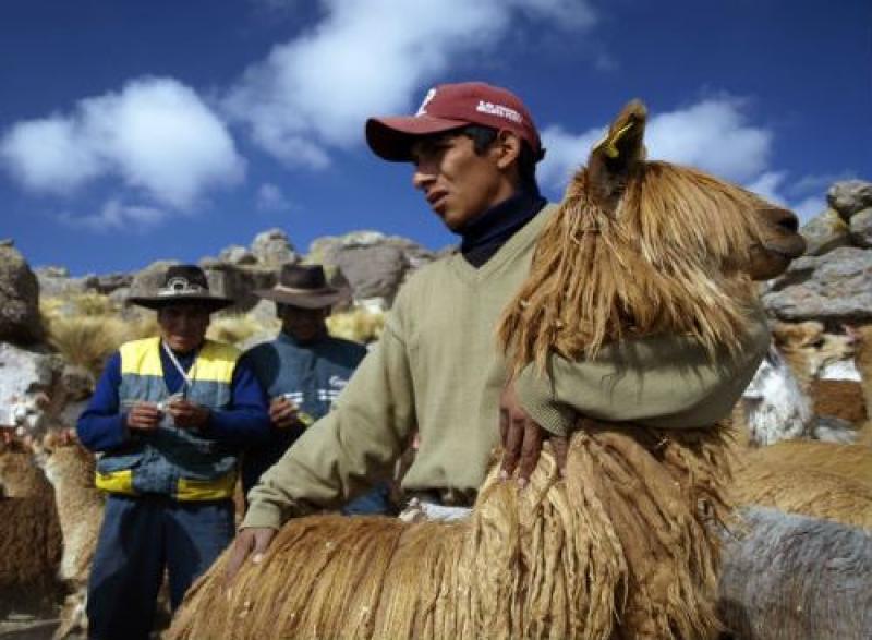 ATENDERÁN A MÁS DE 7 MIL ALPACAS ENFERMAS EN TRES PROVINCIAS DE LIMA