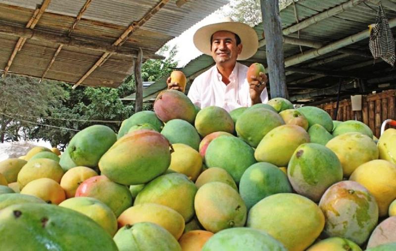 Atomización: 28 mil hectáreas de mango están en manos de 14 mil productores en Perú