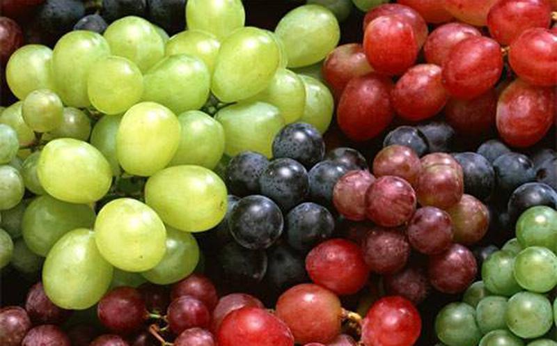 Aumenta compra de uva de mesa en consumidores de Estados Unidos
