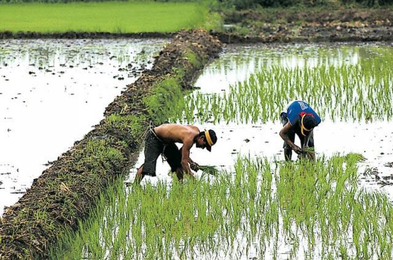 AUMENTO DE TEMPERATURA AFECTA LOS CULTIVOS DE ARROZ POR SURGIMIENTO DE BACTERIAS