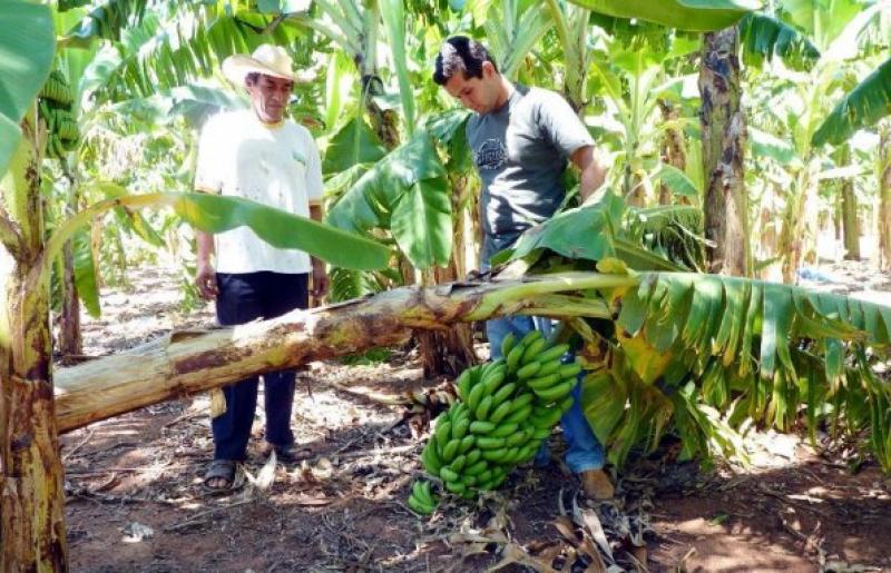 Ausencia de lluvias amenaza a cultivos como el mango, el banano y el limón en Piura