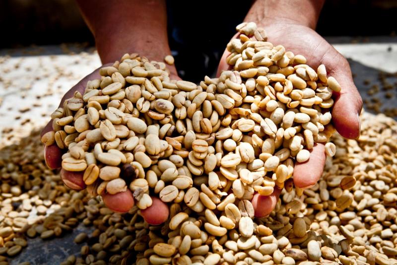 Australia: nuevo mercado para los cafés especiales peruanos