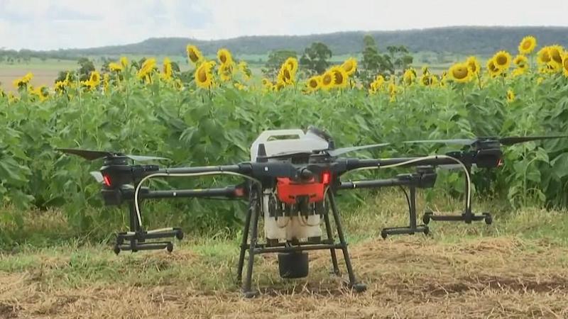 Australia: siembran miles de girasoles usando drones
