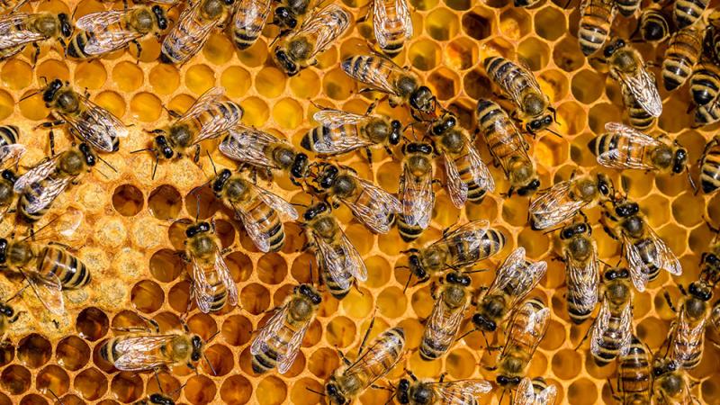 Autorizan primer establecimiento de procesamiento de miel en Lima Metropolitana