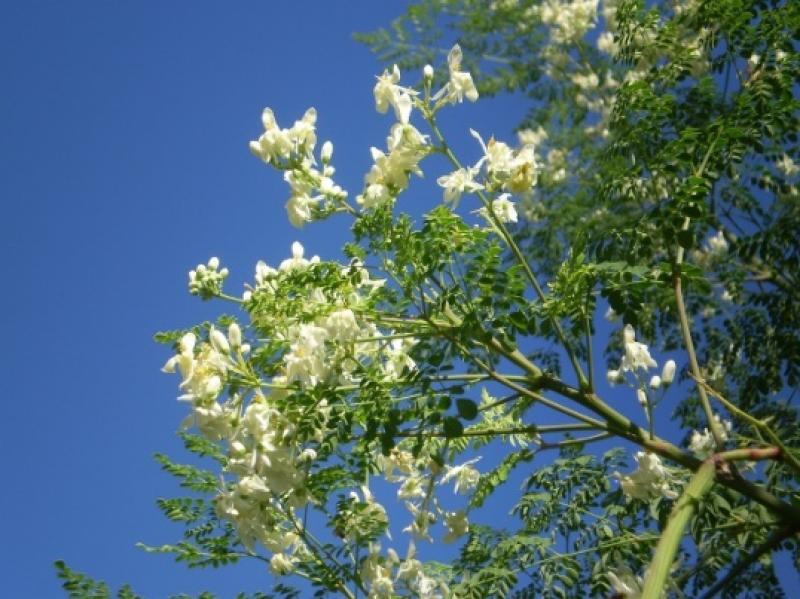 AVANZA LA PRODUCCIÓN DE MORINGA EN PERÚ