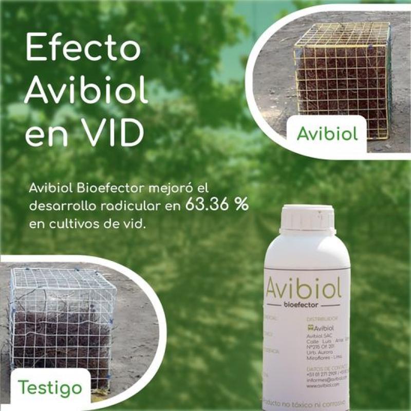 Avibiol Bioefector mejoró el desarrollo radicular en 63.36 % en cultivos de Vid