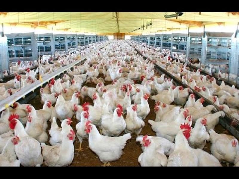 Avícolas venderán 61 millones de pollos por mes durante este año
