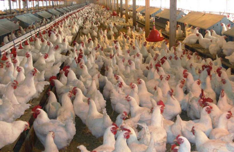 Avicultores apuntan a la exportación de pollos frescos a Estados Unidos y el Asia