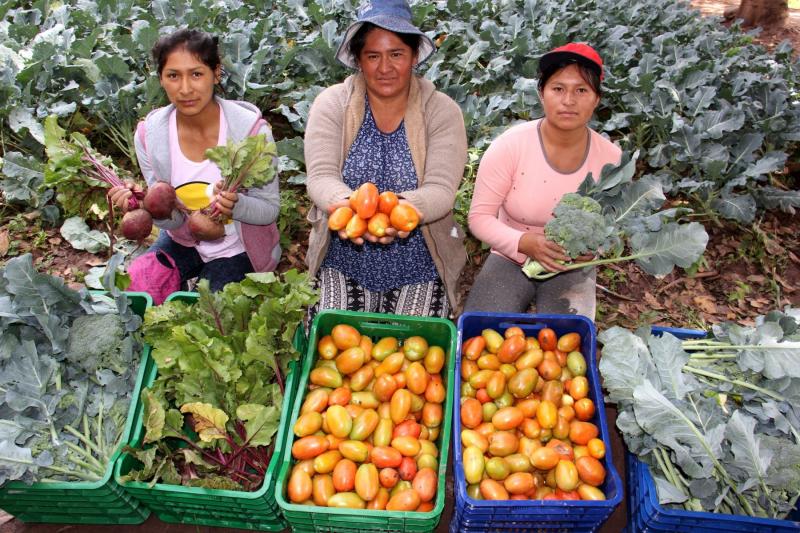 Ayacucho instala áreas de cultivos orgánicos en la campaña chica 2019