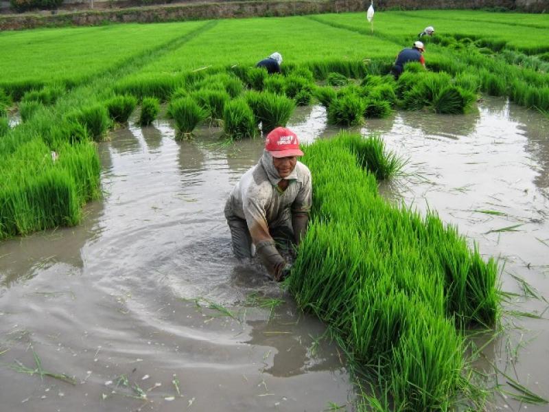 BAGUA: 350 HECTÁREAS DE ARROZ SERÍAN AFECTADAS POR ESCASEZ DE LLUVIAS
