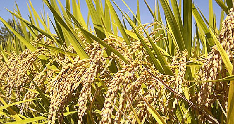 BAJA DISPONIBILIDAD DE AGUA FRENARÍA LA SOBREPRODUCCIÓN DE ARROZ