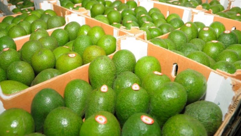 BAJA PRODUCCIÓN DE CÍTRICOS ESPAÑOLES  AUMENTÓ  PRECIO DE MANDARINAS PERUANAS