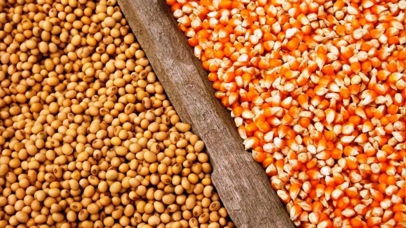 Bajan las perspectivas para las cosechas de maíz y soja en Estados Unidos