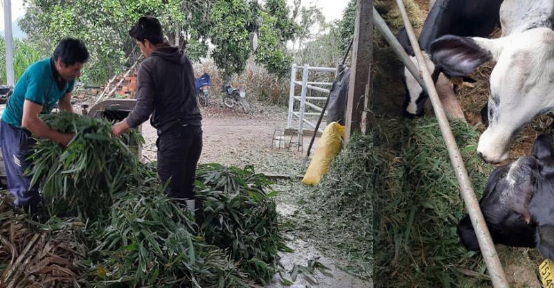 Bambú gigante puede enfrentar la escasez de forraje