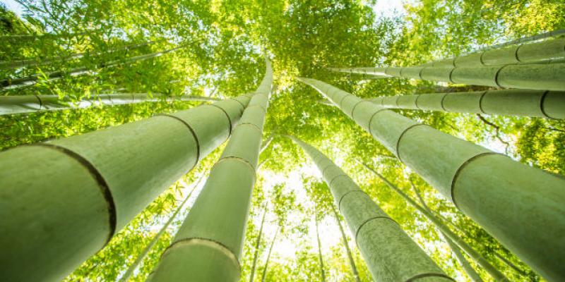 Bambú, un aliado eficaz para mitigar el cambio climático en Perú