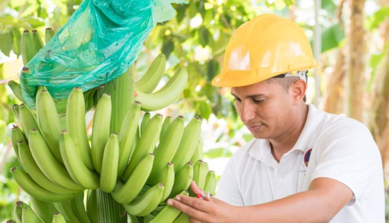 Bananeros de Colombia aspiran alcanzar los US$ 1.000 millones en exportaciones en 2021