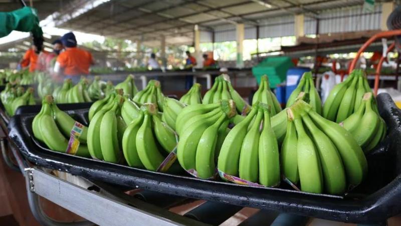 Bananeros latinoamericanos denuncian que Lidl Alemania ha rebajado un 47% el precio del banano