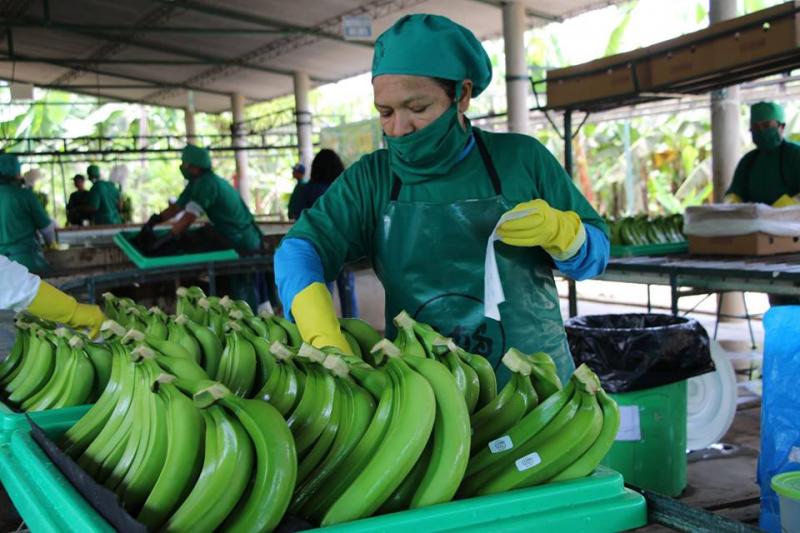 Bananeros orgánicos solidarios de Salitral proyectan exportar 8.163.000 kilos de banano este año