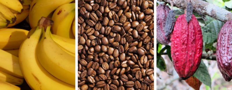 Banano, café y cacao, los productos agrícolas peruanos más demandados en Bélgica