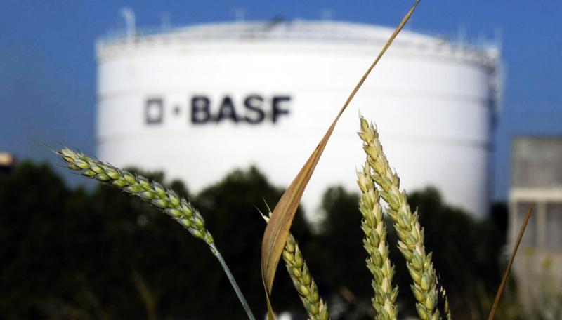 BASF producirá semillas en Piura e Ica tras compra del negocio a Bayer