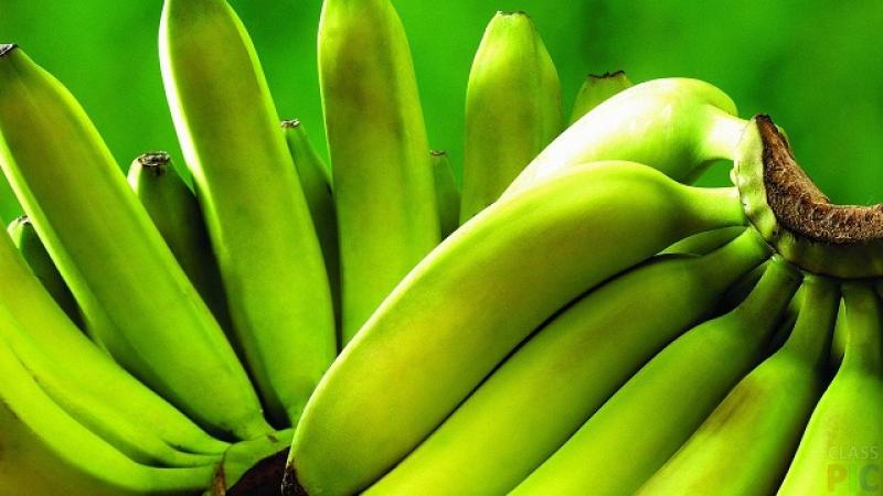 Bélgica, un destino relevante para el banano orgánico