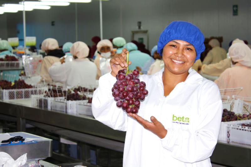 Beta adecuará su planta de  packing a nuevo volumen de cultivos