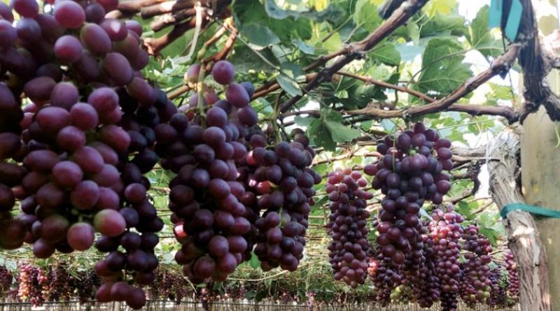 Beta apunta a duplicar su superficie de uva de mesa hacia el 2023