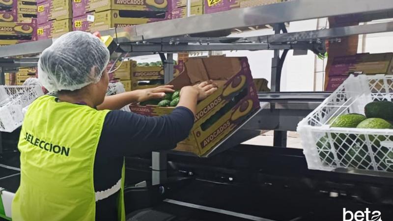 Beta incorpora nueva calibradora en su planta de Chincha para optimar selección y uniformidad de la palta de exportación