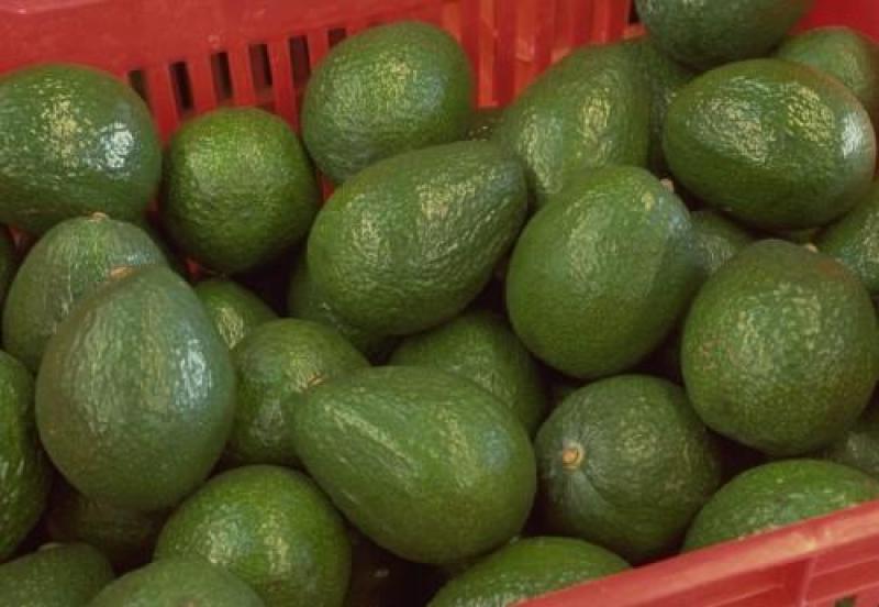 BETA PRODUCIRÍA MIL TONELADAS DE PALTA HASS ESTE AÑO