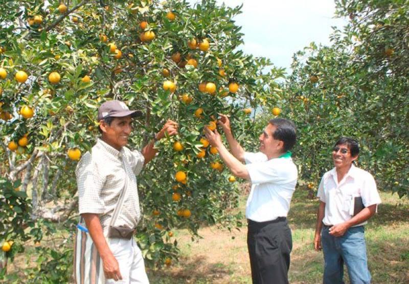 BOLIVIA RESTRINGE INGRESOS DE CÍTRICOS QUE PROVENGAN DE BRASIL, ARGENTINA Y PARAGUAY