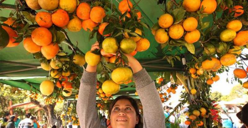 BOLIVIA SOLO EXPORTA EL 14% DE SU PRODUCCIÓN DE  FRUTAS FRESCAS