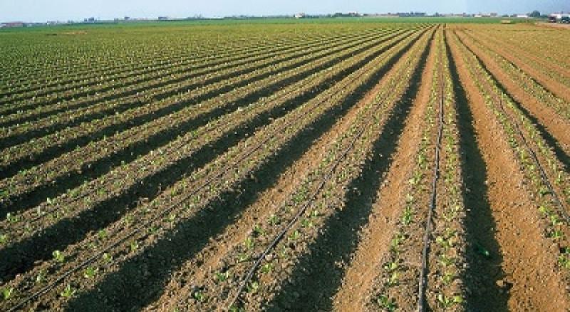 Boom agroexportador se debe a la modernización de los huertos precarios y no a los grandes proyectos de irrigación