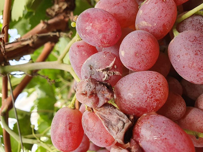 Botrytis en uva: causas y alternativas de control