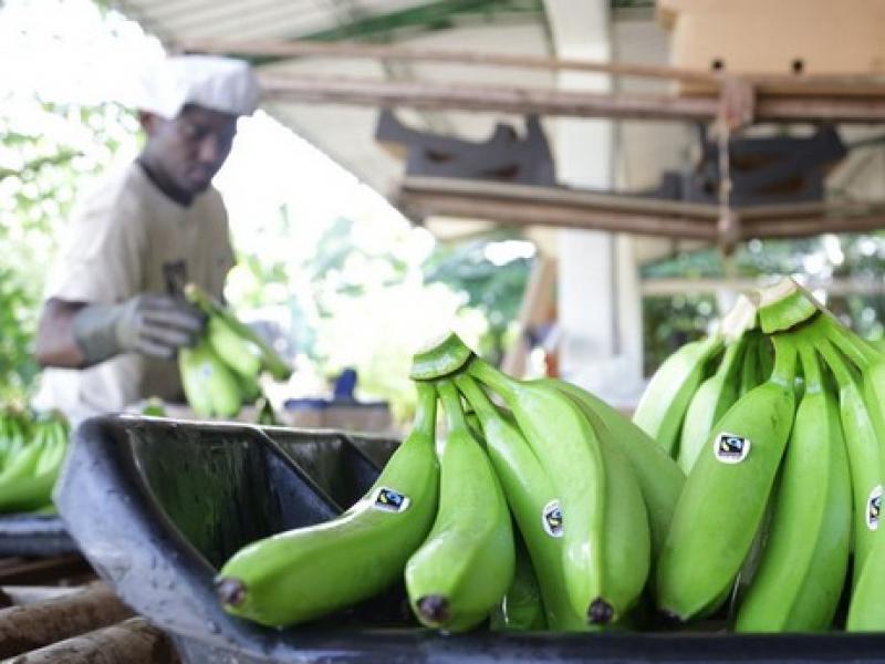 Brasil lanza al mercado nueva variedad de banana resistente a las plagas