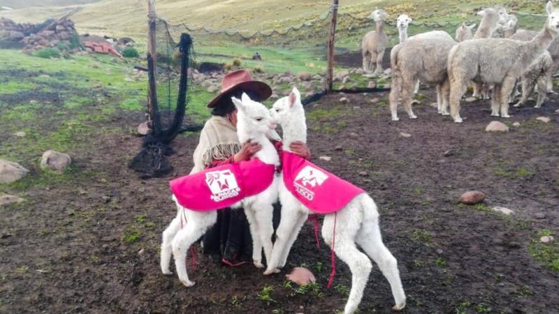 Buscan evitar la mortandad de 25.000 alpacas bebé en Cusco con uso de chalecos térmicos