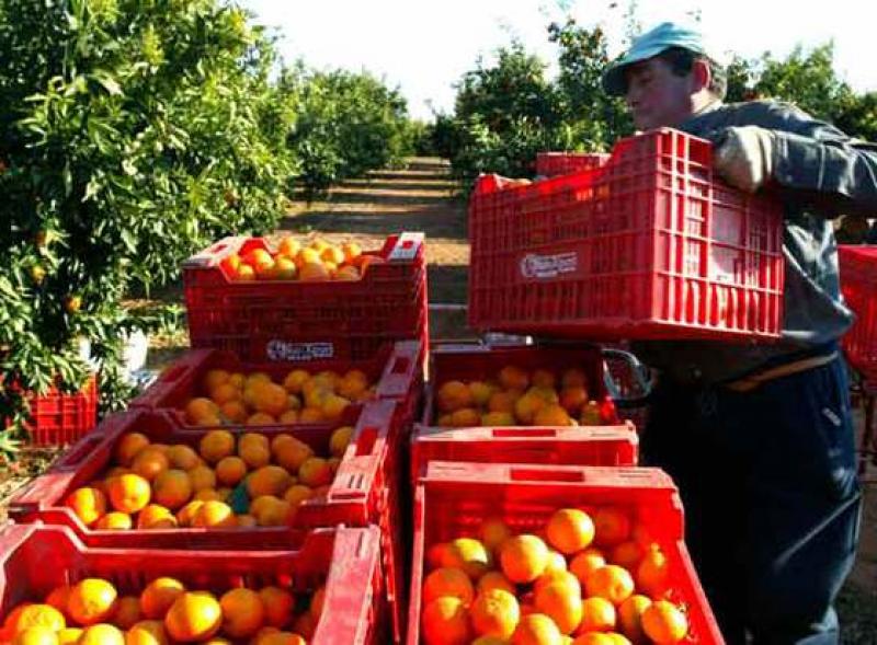 BUSCAN HABILITAR MÁS ÁREAS PRODUCTIVAS DE CÍTRICOS PARA EXPORTAR A EE.UU.