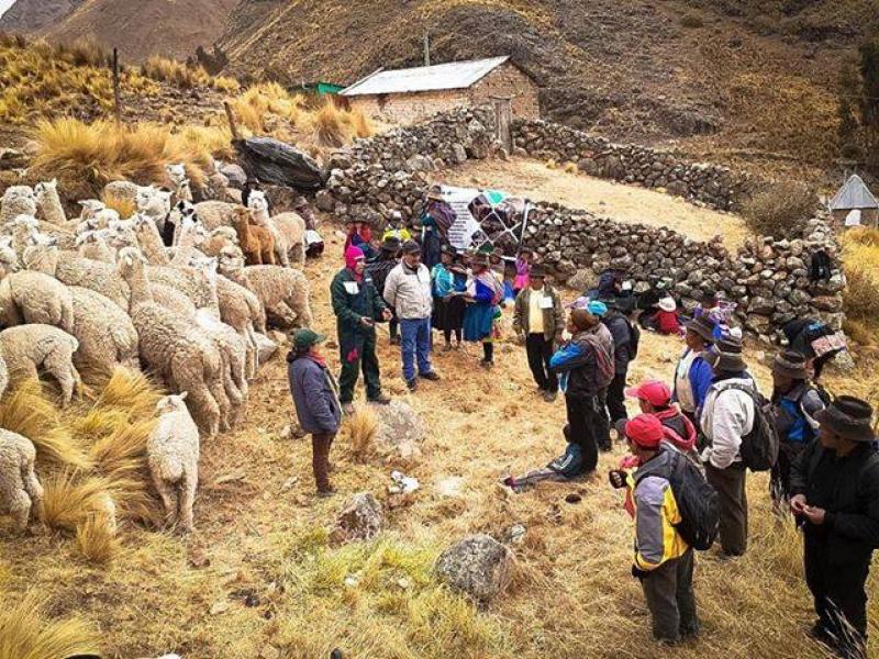 Buscan mejorar la calidad de la fibra de alpaca en Huancavelica