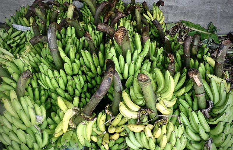Buscan promover cultivo de plátano para mejorar calidad de vida de los agricultores