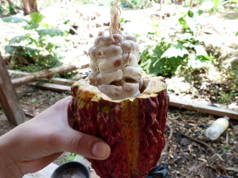 CACAO: EL DESAFÍO ES ESTANDARIZAR LA CALIDAD 