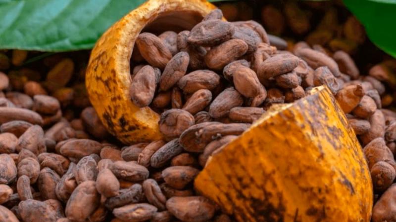 Cacao en camino a corregir valores tras un periodo de precios elevados