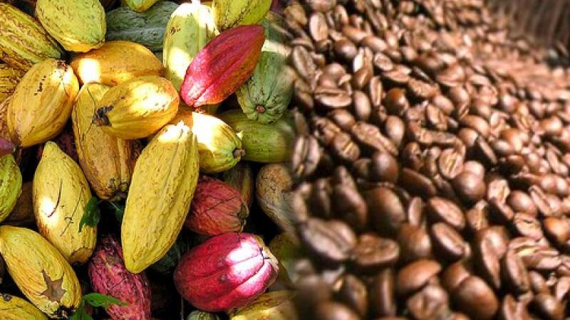 Cacao en grano, café y arándanos destacan en agroexportaciones peruanas hacia países miembros de APEC