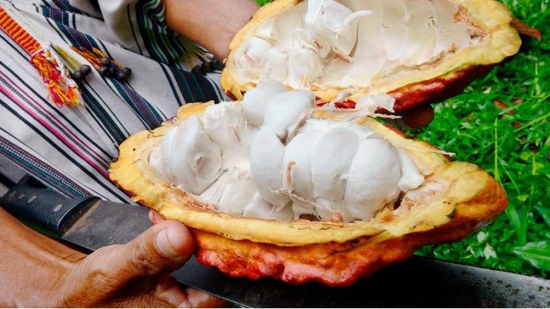Cacao nativo Blanco de Piura puede igualar en rendimiento a clones comerciales como el CCN51