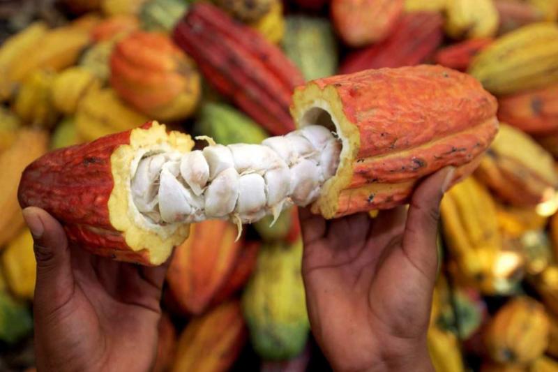 Cacao orgánico impulsa desarrollo sostenible en Santuario Megantoni