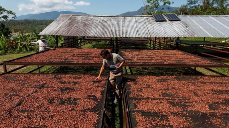 Cacao peruano: Desafíos y oportunidades en un año de precios históricos