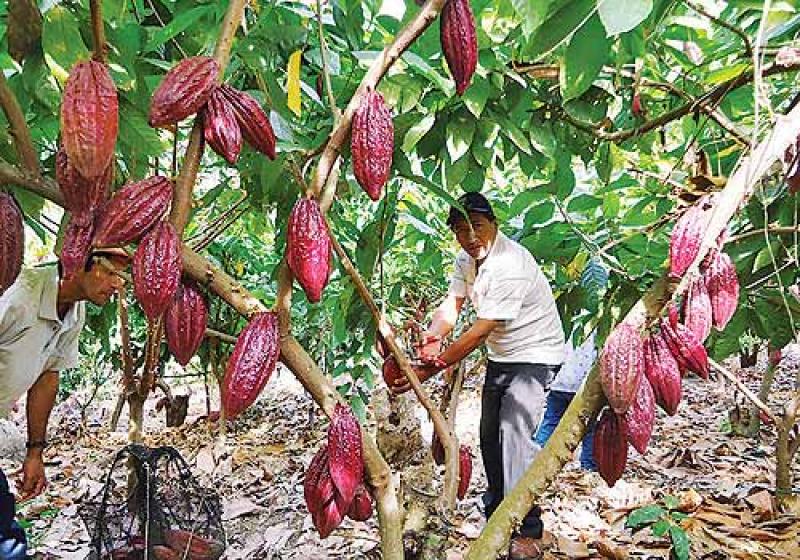 Cacaoteros cuentan con nueva herramienta para garantizar una producción sostenible