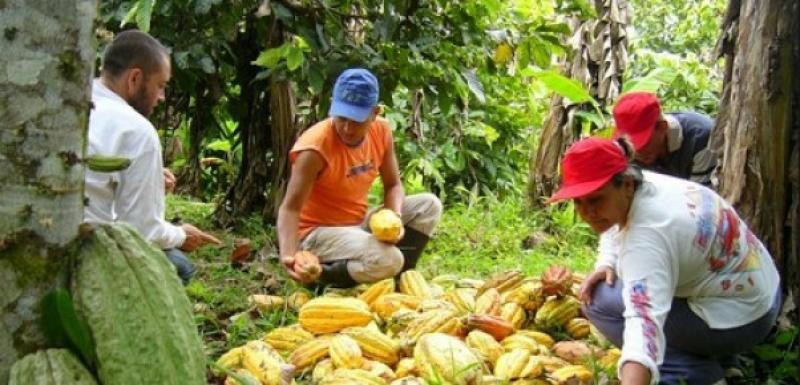 Cacaoteros de Ucayali y San Martín fueron capacitados